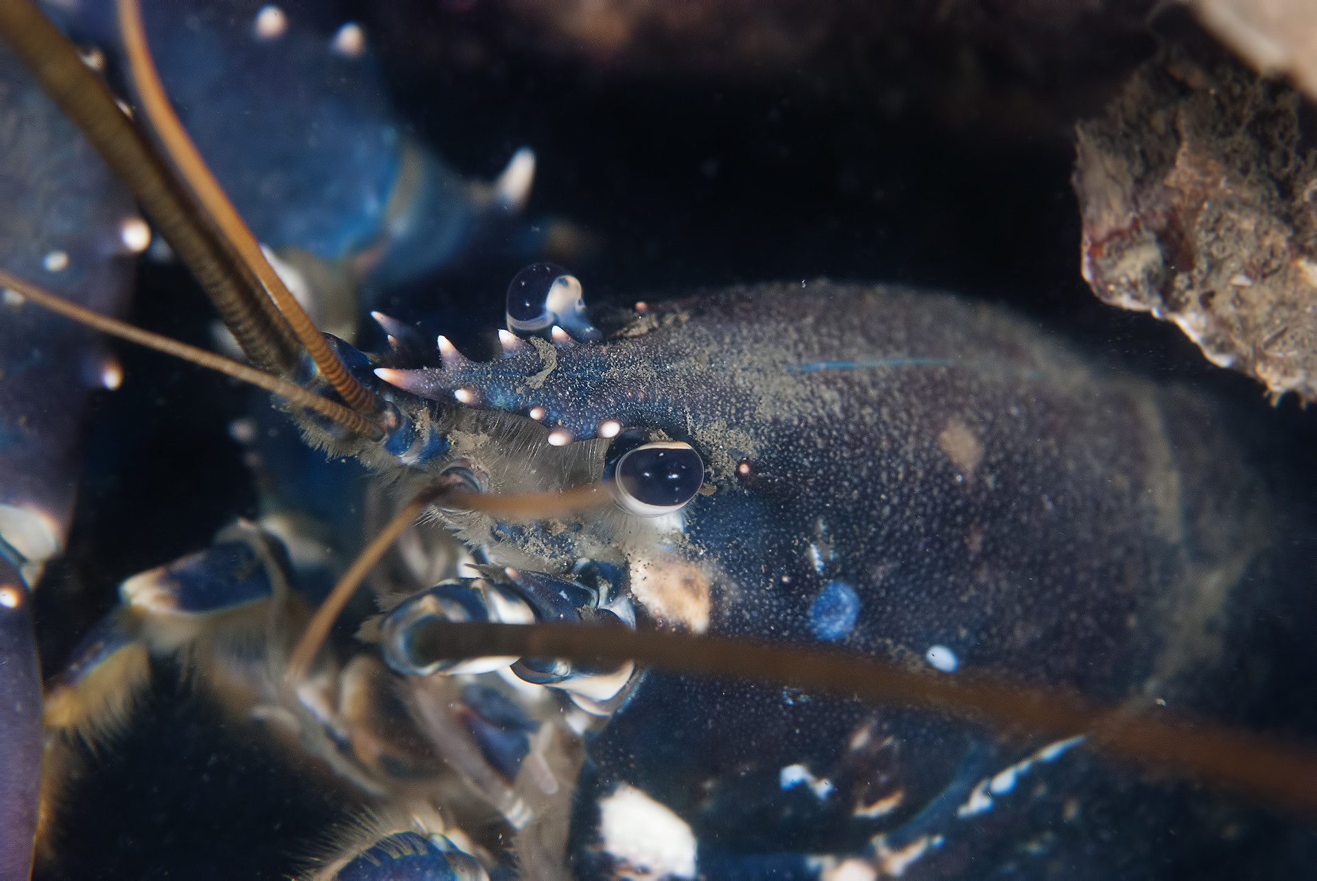 Famille des Nephropidae Lista de crustáceos Fishipedia