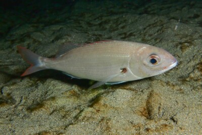 pageot acarné Sparidae
