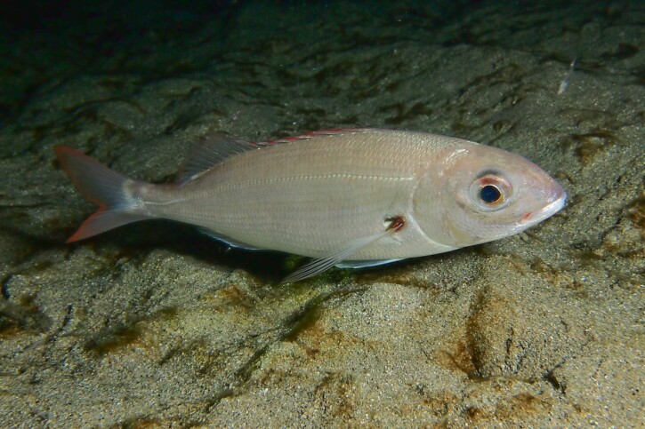 Pagellus acarne