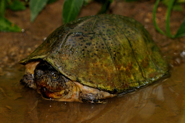 Sternotherus carinatus