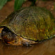 picture of Sternotherus carinatus