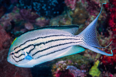 Genicanthus lamarck Pomacanthidae