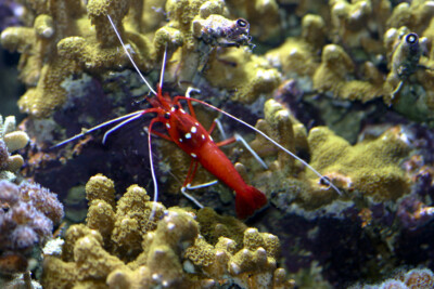 Lysmata debelius Lysmatidae