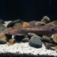 picture of Clarias gariepinus