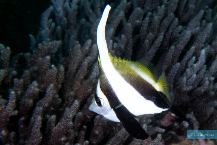 Heniochus acuminatus