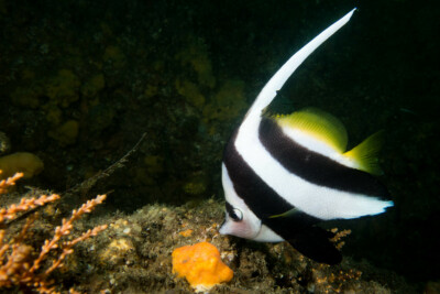 Heniochus acuminatus