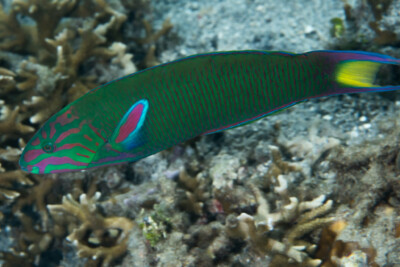 girelle paon verte Labridae