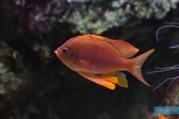 Anthias anthias