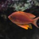 picture of Anthias anthias