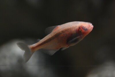tétra aveugle Characidae