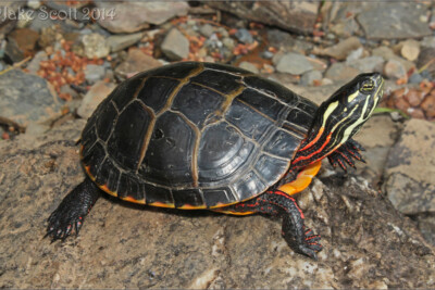 tortuga pintada