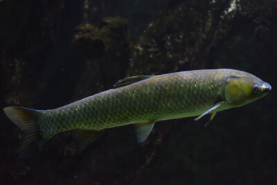 carpe amour Cyprinidae