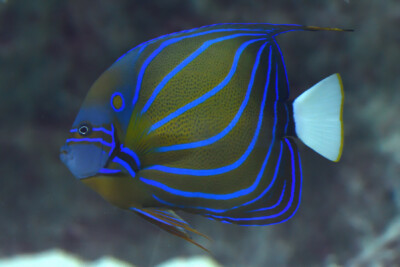 poisson-ange à anneau Pomacanthidae