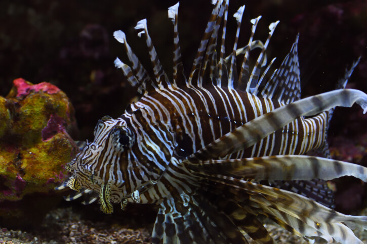 Pterois volitans - pez león colorado