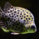 picture of Scatophagus argus