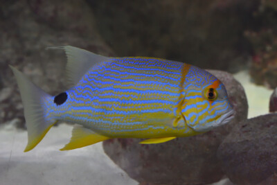 vivaneau voilier Lutjanidae