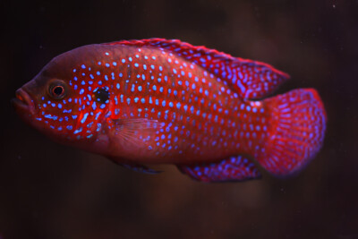Rubricatochromis guttatus Cichlidae
