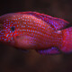 picture of Hemichromis guttatus