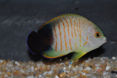 Centropyge eibli