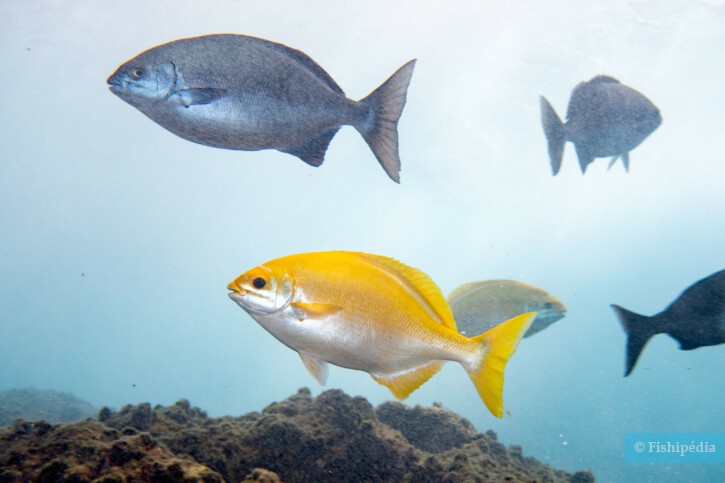 Kyphosus sectatrix - chopa