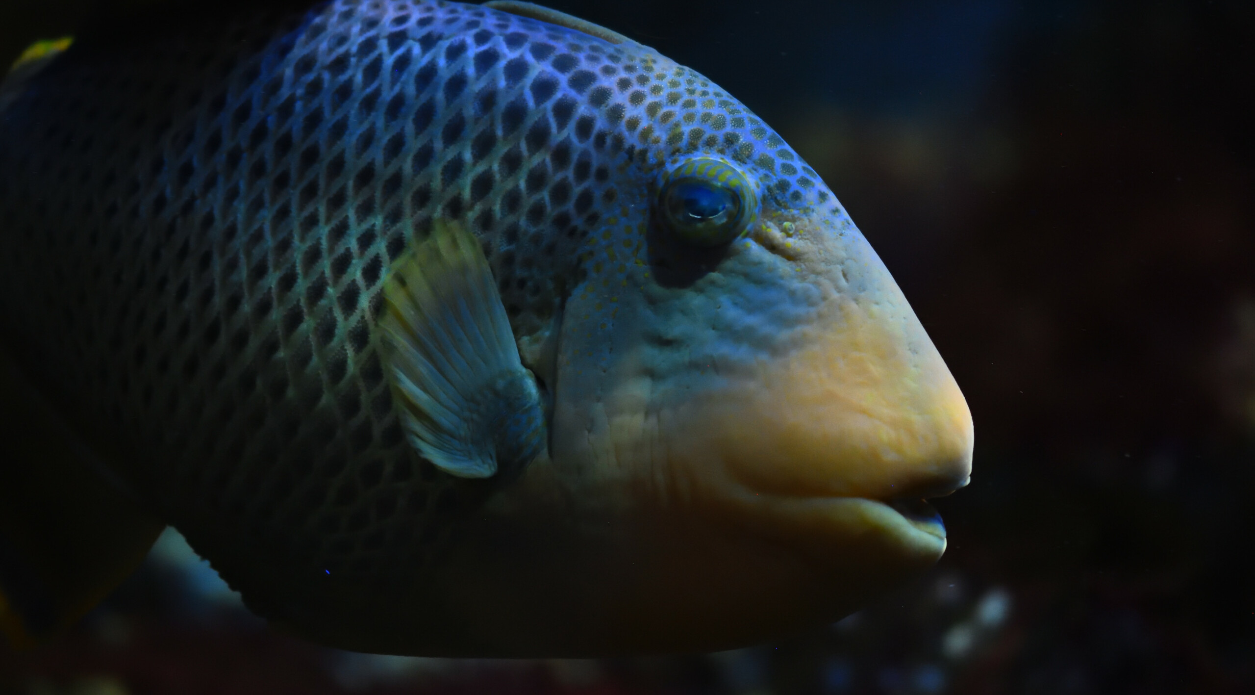 fish fishipedia home