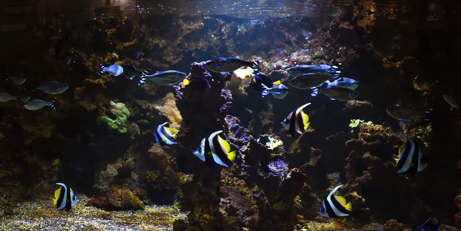 fish fishipedia home