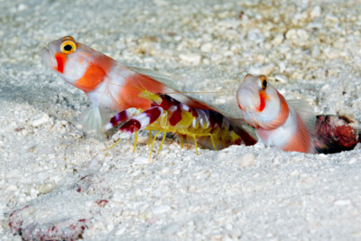 gobie magnifique Gobiidae