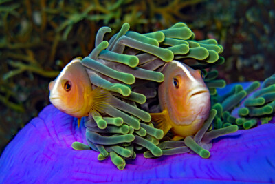 poisson-clown mouffette Pomacentridae