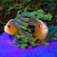 picture of Amphiprion akallopisos