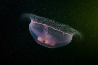 medusa común Espèce : medusa común