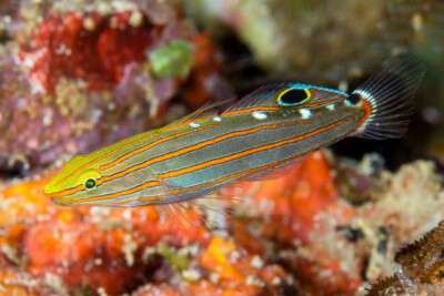 Gobie de Rainford Gobiidae