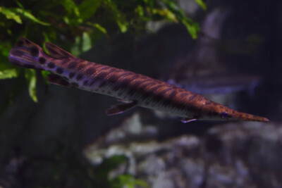 Lepisosteus platostomus Lepisosteidae
