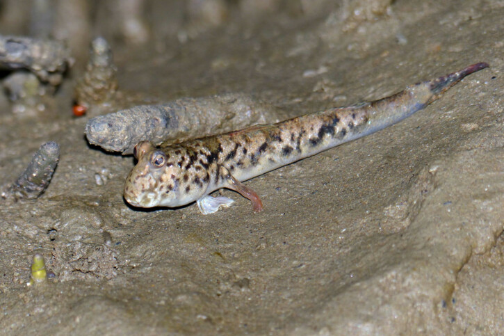 Periophthalmus argentilineatus