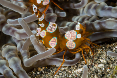 Crevette Thor Hippolytidae