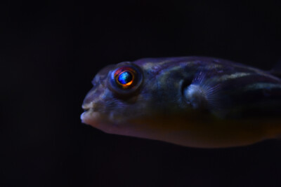 Tetraodon lineatus