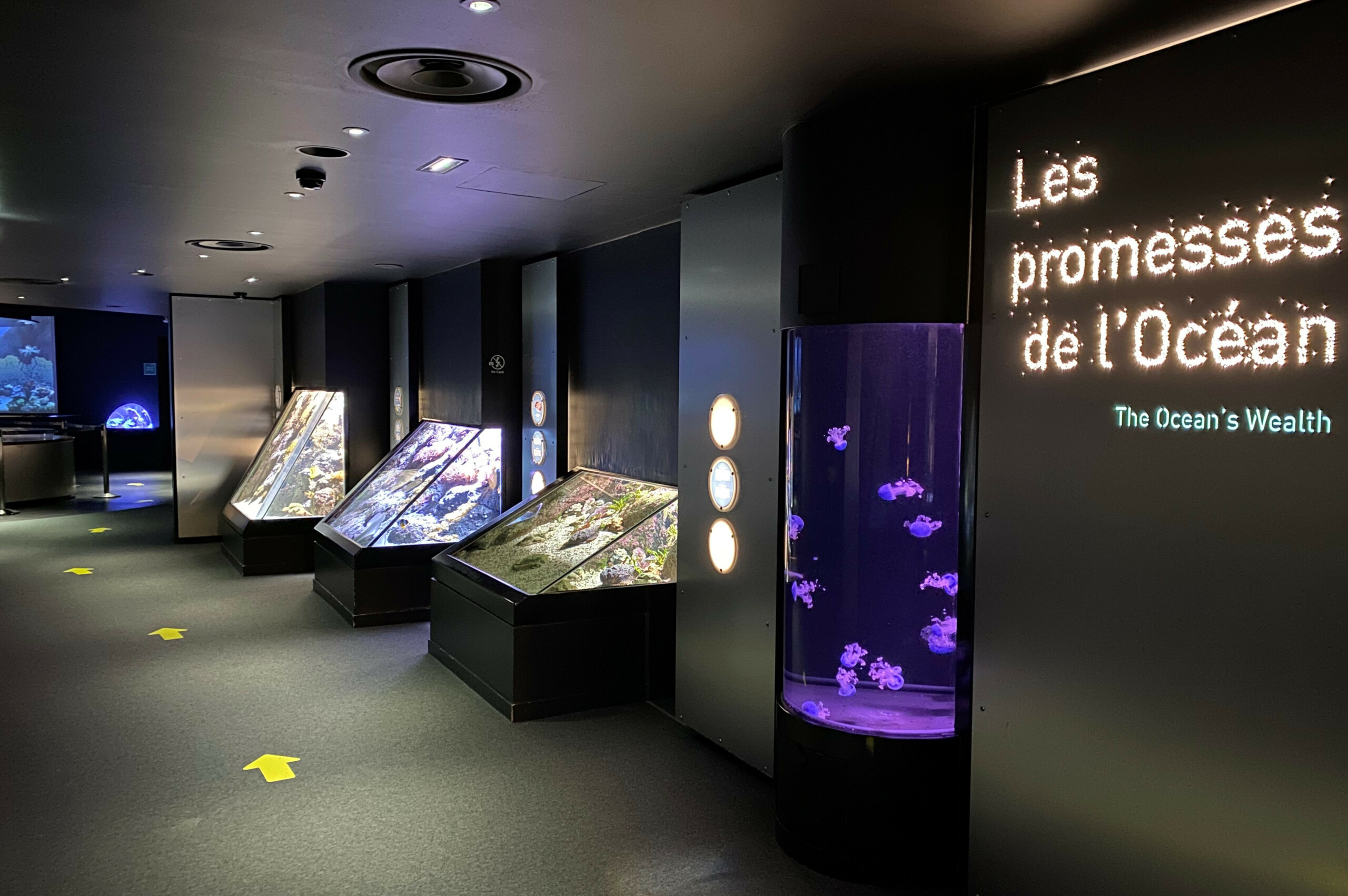 fishes picture