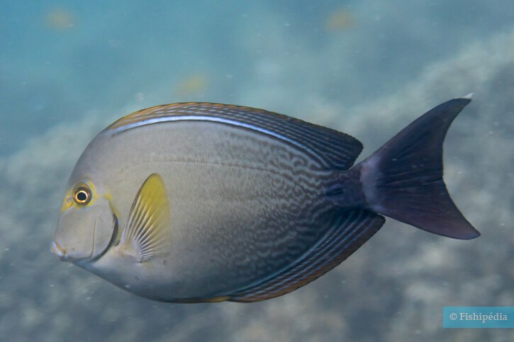 Acanthurus xanthopterus