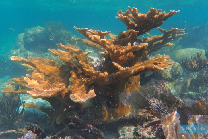 Acropora palmata