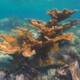 picture of Acropora palmata