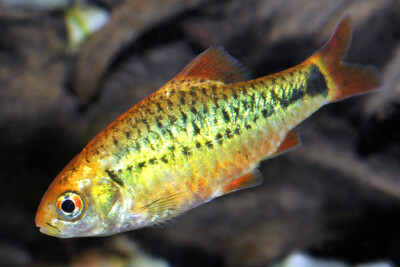 Barbus de Schubert Cyprinidae