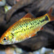 picture of Barbodes semifasciolatus