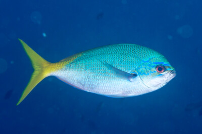 Caesio cuning Caesionidae