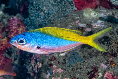 Fusilier à dos jaune et bleu Caesionidae