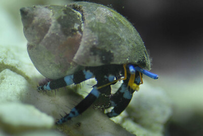 pagure élégant Diogenidae