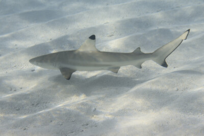 Carcharhinus melanopterus