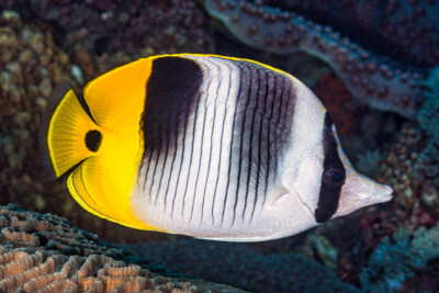 Poisson-papillon à 2 selles du Pacifique Chaetodontidae