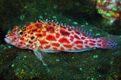 épervier lutin, Épervier à points rouges Cirrhitidae