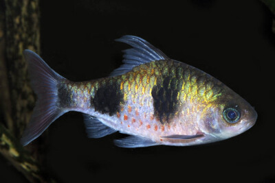 Dawkinsia arulius