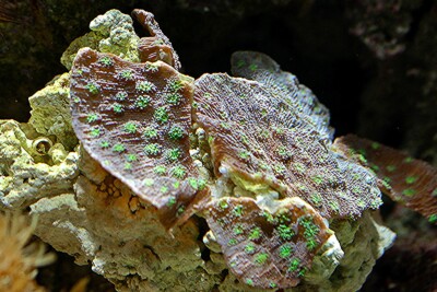 Echinopora lamellosa Merulinidae