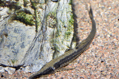 Farlowella acus